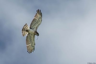 Circačte Jean-le-Blanc, Circaetus gallicus