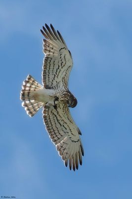 Circačte Jean-le-Blanc, Circaetus gallicus