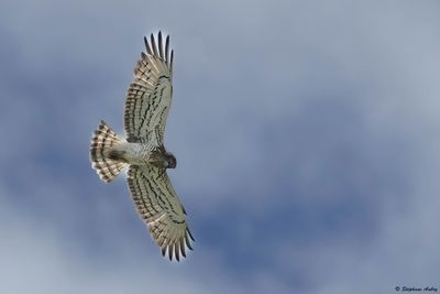 Circačte Jean-le-Blanc, Circaetus gallicus