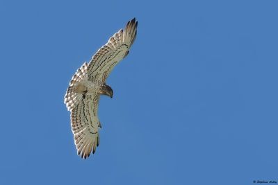 Circačte Jean-le-Blanc, Circaetus gallicus