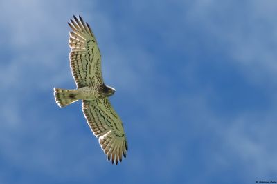 Circačte Jean-le-Blanc, Circaetus gallicus