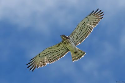 Circačte Jean-le-Blanc, Circaetus gallicus