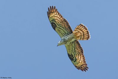 Bondrée apivore, Pernis apivorus