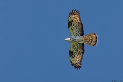 Bondrée apivore, Pernis apivorus