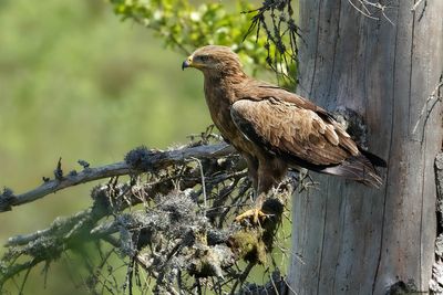 Aigle pomarin, Clanga pomarina