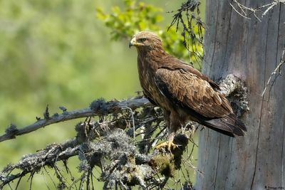 Aigle pomarin, Clanga pomarina