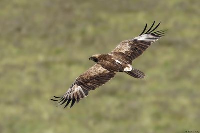 Aigle pomarin, Clanga pomarina