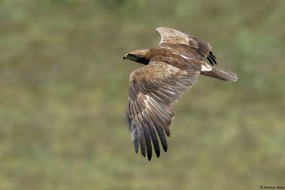 Aigle pomarin, Clanga pomarina
