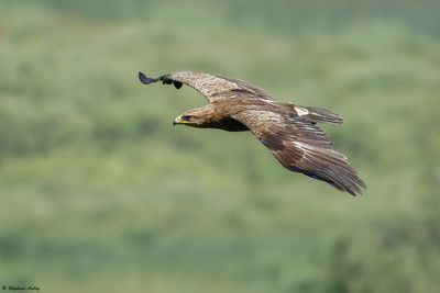 Aigle pomarin, Clanga pomarina