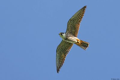 Faucon hobereau, Falco subbuteo