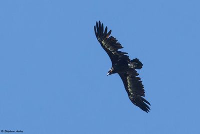 Vautour moine, Aegypius monachus