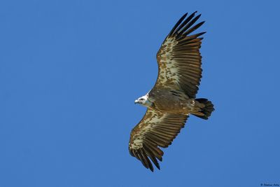 Vautour fauve, Gyps fulvus