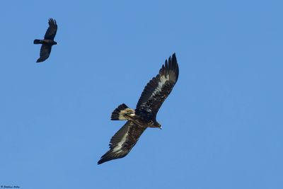Aigle royal, Aquila chrysaetos
