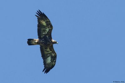 Aigle royal, Aquila chrysaetos