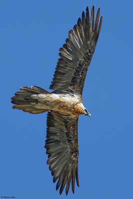 Gypačte barbu, Gypaetus barbatus