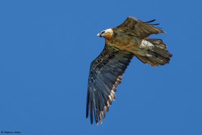 Gypačte barbu, Gypaetus barbatus