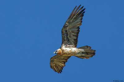 Gypate barbu, Gypaetus barbatus