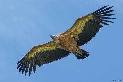 Vautour fauve, Gyps fulvus