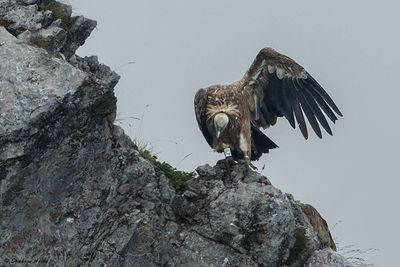Vautour fauve, Gyps fulvus