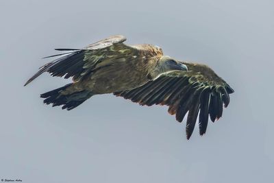 Vautour fauve, Gyps fulvus