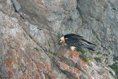 Gypačte barbu, Gypaetus barbatus
