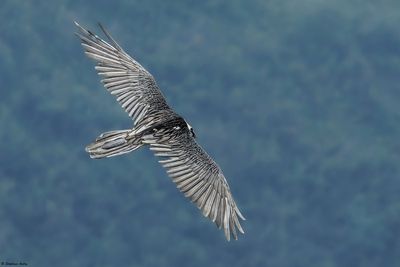 Gypačte barbu, Gypaetus barbatus