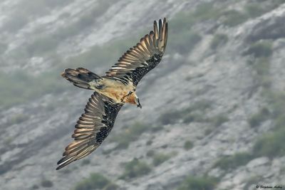 Gypačte barbu, Gypaetus barbatus