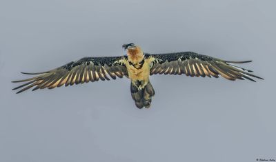 Gypačte barbu, Gypaetus barbatus