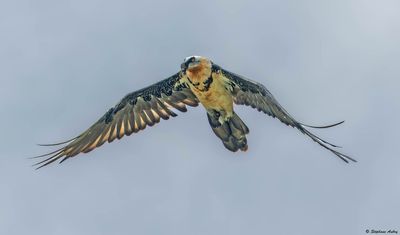 Gypačte barbu, Gypaetus barbatus