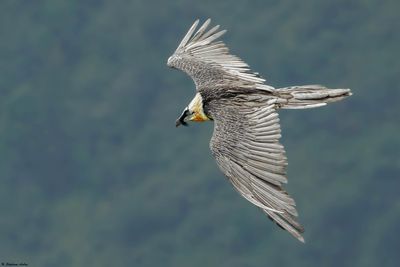 Gypačte barbu, Gypaetus barbatus