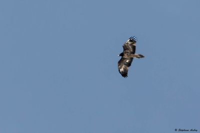 Gypate barbu, Gypaetus barbatus