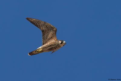 Faucon pèlerin, Falco peregrinus peregrinus