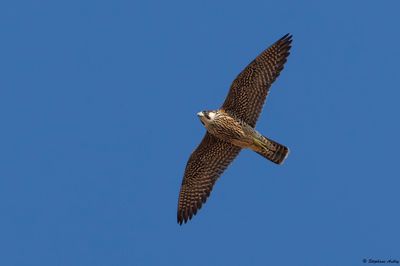 Faucon pèlerin, Falco peregrinus peregrinus