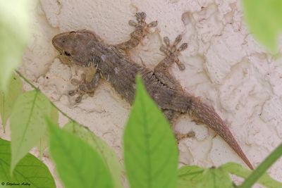 Tarente, Tarentola mauretanica mauretanica