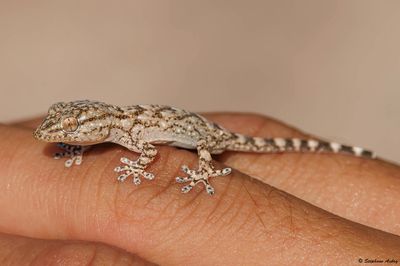 Tarente, Tarentola mauretanica mauretanica