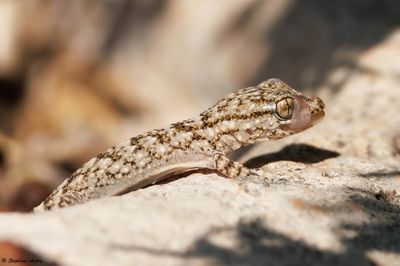 Tarente, Tarentola mauretanica mauretanica
