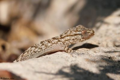 Tarente, Tarentola mauretanica mauretanica