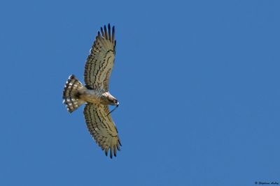 Circačte Jean-le-Blanc, Circaetus gallicus