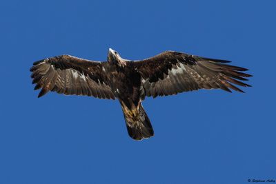 Aigle royal, Aquila chrysaetos