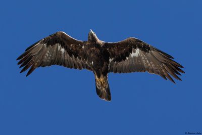 Aigle royal, Aquila chrysaetos