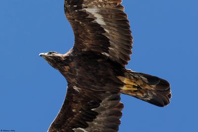 Aigle royal, Aquila chrysaetos