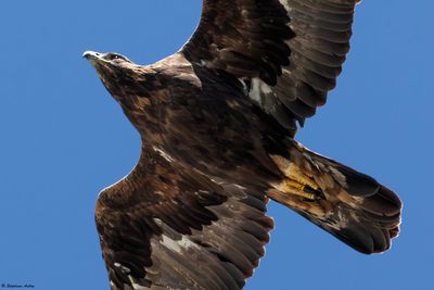 Aigle royal, Aquila chrysaetos
