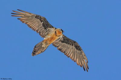 Gypačte barbu, Gypaetus barbatus