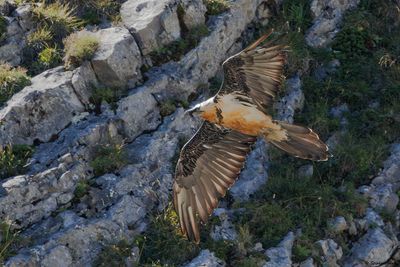Gypačte barbu, Gypaetus barbatus