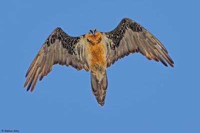 Gypačte barbu, Gypaetus barbatus