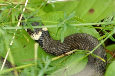 Natrix helvetica
