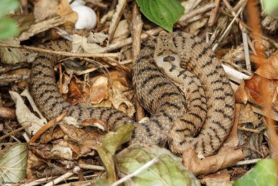 Vipère aspic, Vipera aspis aspis