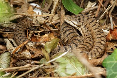 Vipère aspic, Vipera aspis aspis
