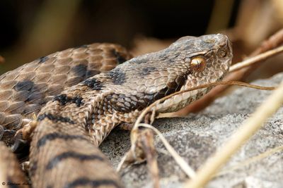 Vipère aspic, Vipera aspis aspis