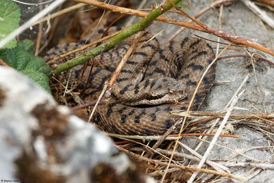 Vipère aspic, Vipera aspis aspis